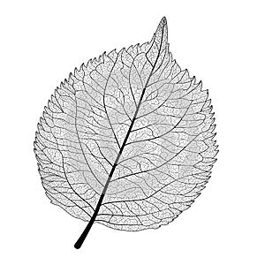 Leaf vein, isolated. photo